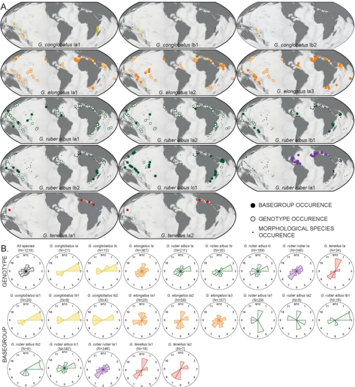 Fig 4. Biogeographic distribution of constitutive genotypes (MOTUs lvl-2) and basegroups (MOTUs lvl-3) of the genus Globigerinoides in the sample set