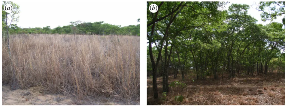 Figure 2. The effect of ﬁre in miombo at Marondera, Zimbabwe. (a) A plot that was burned annually for 50 years