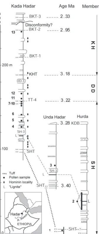 Fig. 1. Location of pollen samples (bold numbers) from the Hadar Formation, according to stratigraphy (14 –16), dated tuffs (12, 13), and hominin localities (7–9)