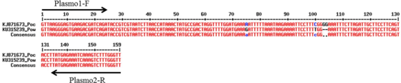 Figure 3.  Alignement of 18S RNA amplified sequence from Plasmodium ovale curtisi and Plasmodium  ovale wallikeri using MultiAlin