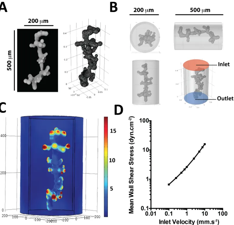 Fig 3. 3D modeling and numerical simulation of the maternal circulation around a terminal villosity