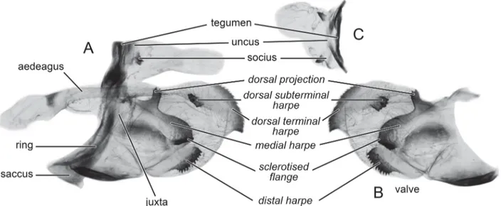 FIGURE 5. Nomenclature of male genitalia of the Graphium (Pazala) mandarinus group used in this study, illustrated by G