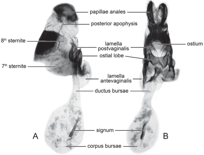 FIGURE 6. Nomenclature of female genitalia of the Graphium (Pazala) mandarinus group used in this study illustrated by G