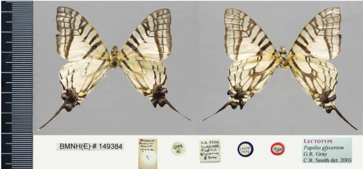 FIGURE 8. Lectotype of Papilio Glycerion Gray, 1831 designated in the present study; upperside left, underside right, all  labels below