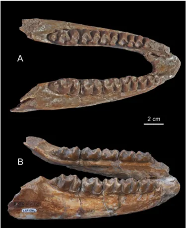 Figure 2. Titanohyrax andrewsi MNHN-F-LBE 694, left and right p3-m3; in  occlusal (A) and lateral (B) views.