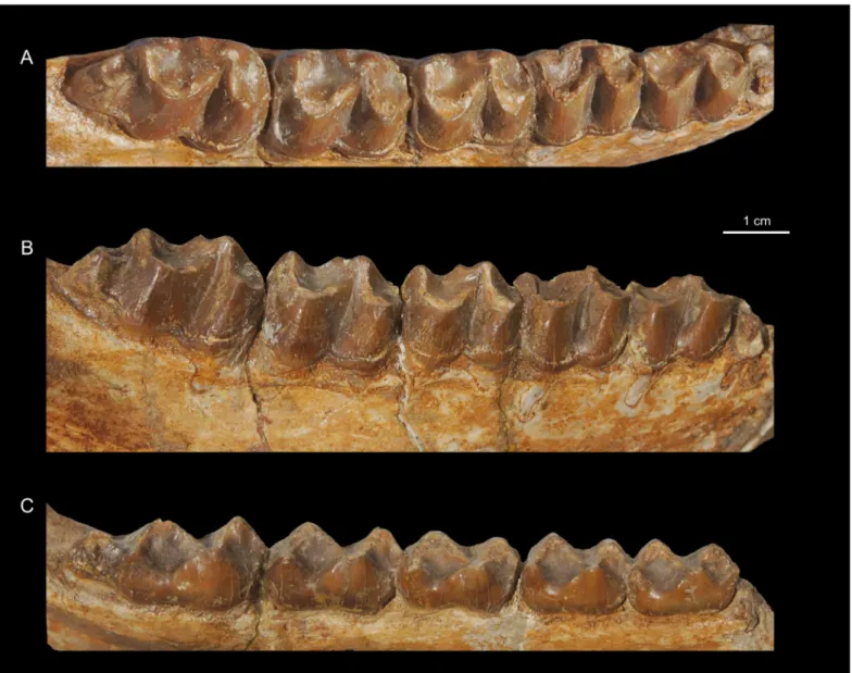 Figure 3. Titanohyrax andrewsi MNHN-F-LBE 694, right p3-m3; in occlusal (A) buccal (B) and lingual (C) views.