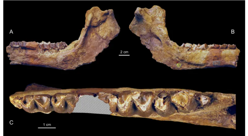 Figure 4. Titanohyrax andrewsi NHMUK M9220, left p3-m3; in buccal (A), lingual (B) and occlusal (C) views.