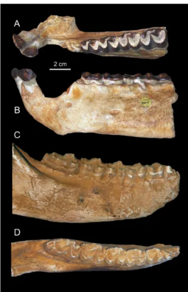 Figure 5. Titanohyrax andrewsi Holotype CGM 8822-3, left i1-2, p3-m2 in  occlusal (A) and buccal (B) views (cast NHMUK M8871) and right p2-m3 in 