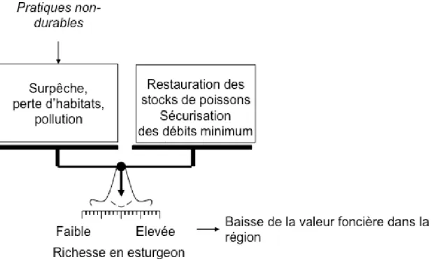 Figure 7: Représentation conceptuelle d’une politique visant la richesse en esturgeon comme  indicateur d’une modernisation écologique de la vallée de la Garonne  