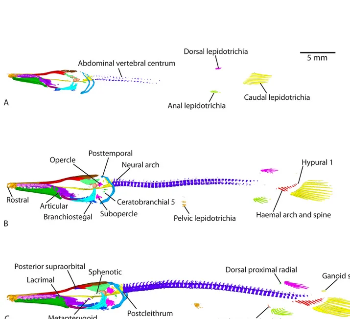 Figure 2. Lateral views of 3D models of the mineralized skeleton in Atractosteus tristoechus larvae: At5 26dph – 32mm SL (A), At6 31dph – 39mm SL (B) and At7 37dph – 43mm SL (C)