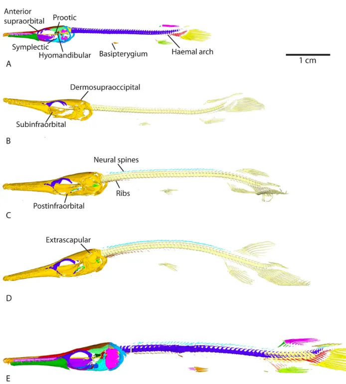 Figure 3. Lateral views of 3D models of the mineralized skeleton in Atractosteus tristoechus larvae: At8 52dph – 46mm SL (A), At9 74dph – 61mm SL (B), At10 89dph – 63mm SL (C), At11 104dph – 70mm SL (D) and At12 118dph – 87mm SL (E)