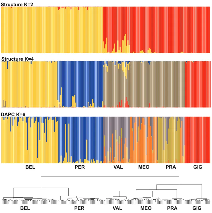 Figure 2 – Genetic groups inferred for 187  thrifts using 328 AFLP markers according to three methods of clustering