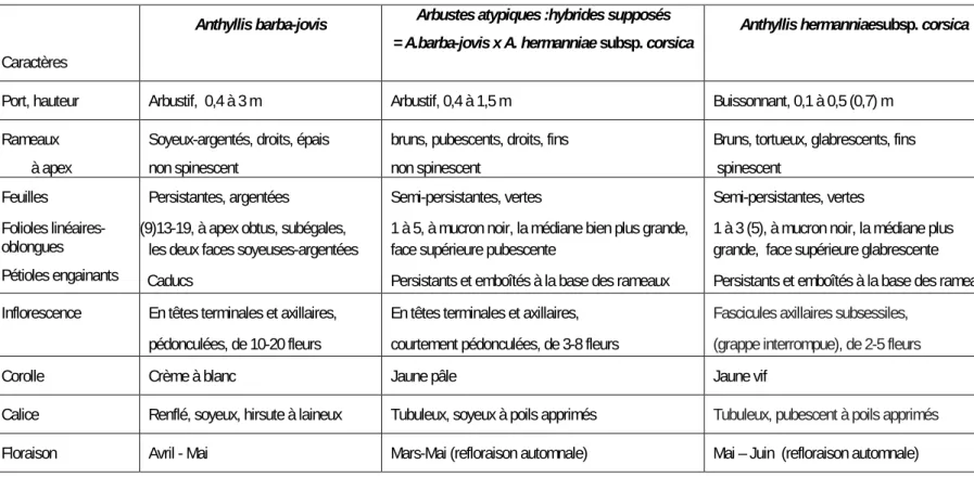 Tableau 2 : Caractères distinctifs des trois taxons d’Anthyllis arbustifs du Cap Corse