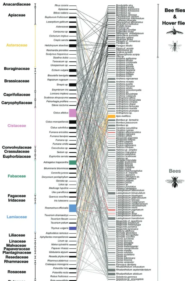 Fig. 2. Interaction network between plant species (left part) and pollinator species (right part) within Calanques National Park