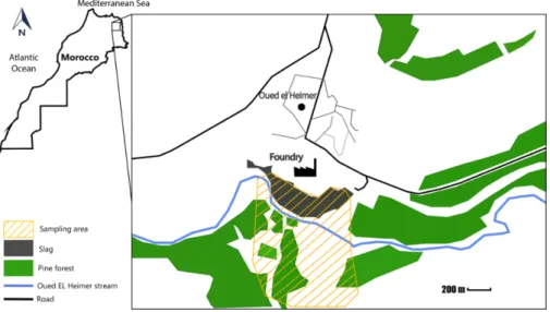 Figure 1. Plant and soil sampling area at Oued el Heimer site. 