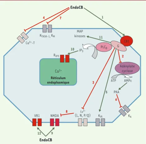 Figure 2. Principales voies de transduction du signal modifiées après action des endocannabinoïdes (endoCB) via les récepteurs CB1, VR1 ou par action directe