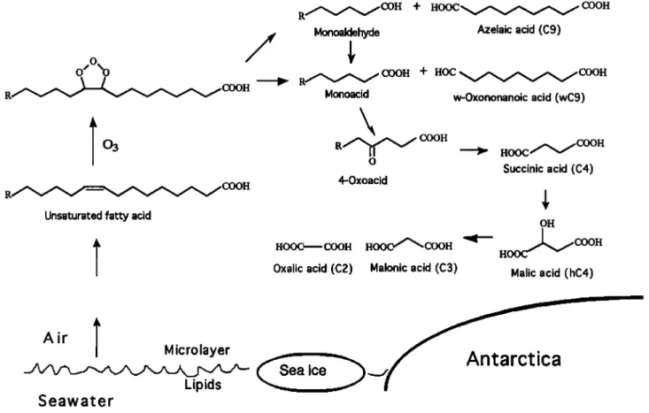 Figure  3.  A proposed  reaction  scheme  for the production  of succinic  acid (C4) and other low molecular  weight  dicarboxylic acids from unsaturated fatty  acids and their photooxidation intermediates in the atmosphere  of the 