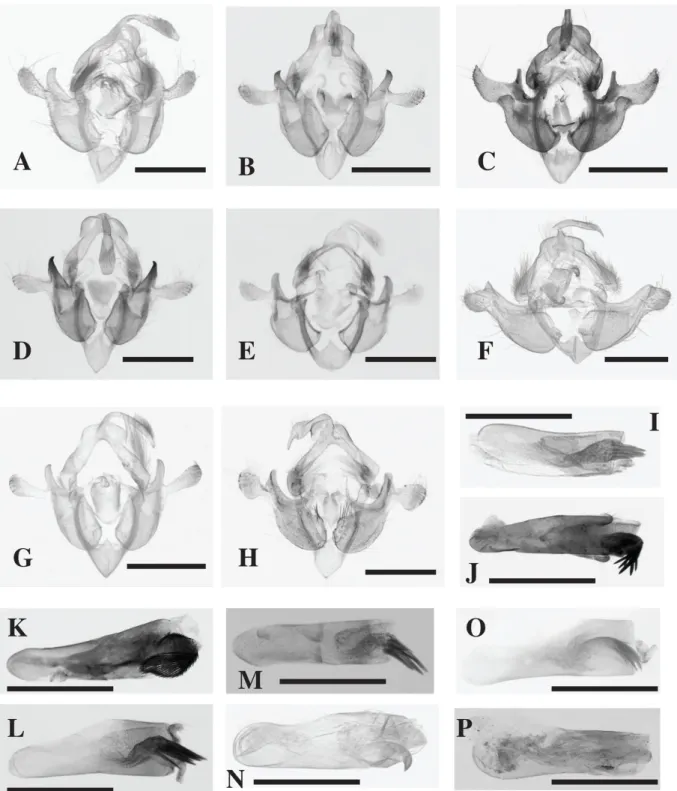 Fig. 2. Male genitalia of species of Acrapex. – A, I. A. cuprescens (Hampson, 1910). – B, J