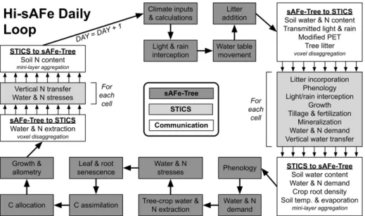 Figure 1. Key simulated processes within the Hi-sAFe daily loop as parts of the sAFe-Tree and STICS  models and the communication between these two models