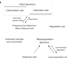 Figure 3:  Examples of studies with spatial feedbacks.  (A) Study by Hanski (2011) and Hanski &amp; Mononen  (2011)  where patch dynamics driven by  colonisation and  extinction  might  influence disperser  frequency  (Hanski  &amp;  Mononen,  2011) or shi