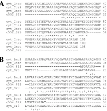 FIGURE 4. Sequence alignment of cytochromes purified from S22. The N-terminal sequence of purified cyt c 552 (c552_S22; A) is compared with the sequences of cyts fromCupriavidus necator H16 (cyt_Cnec; GenBank TM  acces-sion no