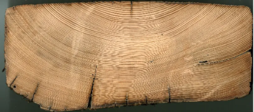 Fig. 2 : Section transversale d’un bois sec (sapin) traitée par ponçage provenant  d’un plafond de la Maison du Jeu de Paume à Marseille (cliché F