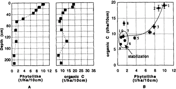Fig.  2.  (A)  Distribution  of  organic  carbon  and  phytoliths  in  the  soil  profile
