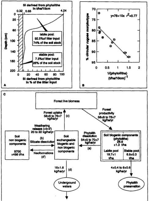 Fig.  3. (A)  Bi-compartmental  distribution  of phytoliths  by  analogy  with  the bi-compartmental  distribution  of organic  matter