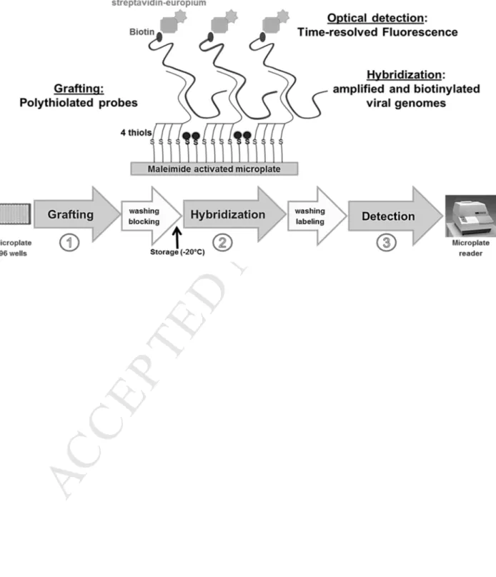 Figure 1 Microplate-based molecular approach  