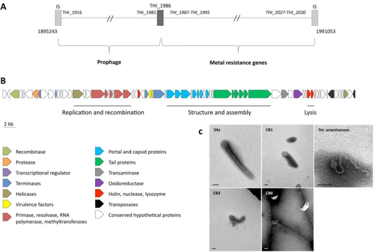 Figure 4. Prophage-like region and phage-like particle. (A) Schematic representation of the prophage-like region (55.6 kbp) and the contiguous metal resistance gene cluster (39.4 kbp)