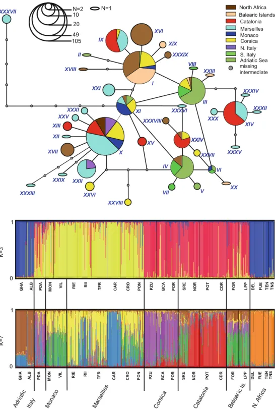 Fig. 3 Results of the structure analysis with microsatellite loci for K = 3 and K = 7 clusters in C