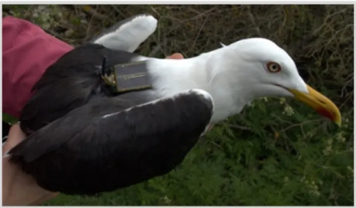 Figure 3. Lesser black-backed gull (Larus fuscus) equipped with an 18 g solar-powered UvA-BiTS device (size: