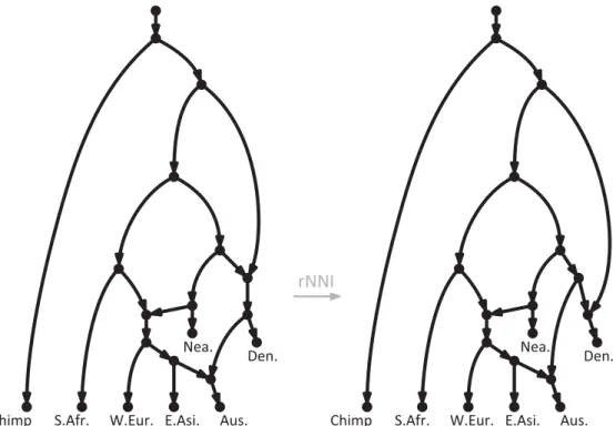 Fig 1. Phylogenetic network showing hypothetical evolutionary scenarios relating modern human populations and their closest relatives