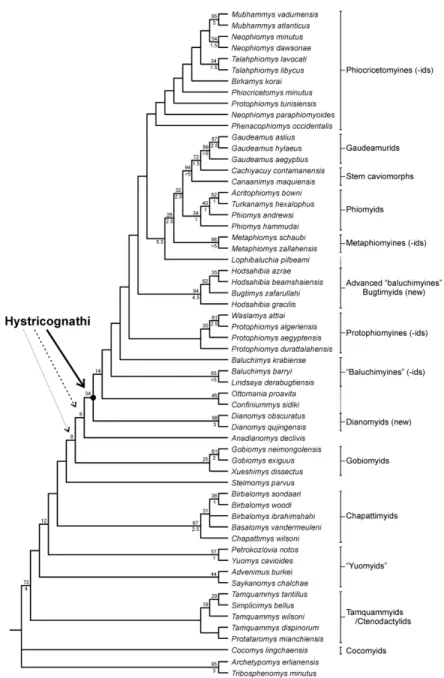 Figure 2. Results of the cladistic phylogenetic analyses. Strict consensus tree of two equally most  parsimonious trees of 1042.46 steps each (CI= 0.373; RI= 0.637)