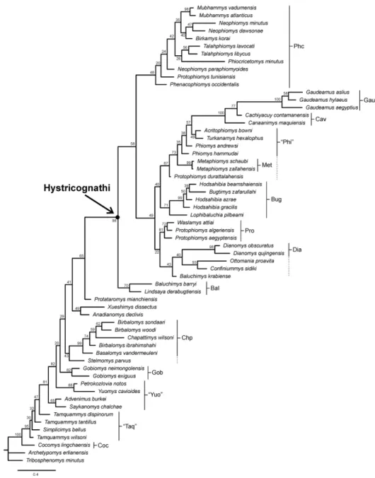 Figure 3. Results of the Bayesian phylogenetic analysis. Allcompat consensus tree (majority-rule plus  compatible groups) of 25,000 post-burn-in trees retained by the Bayesian analysis