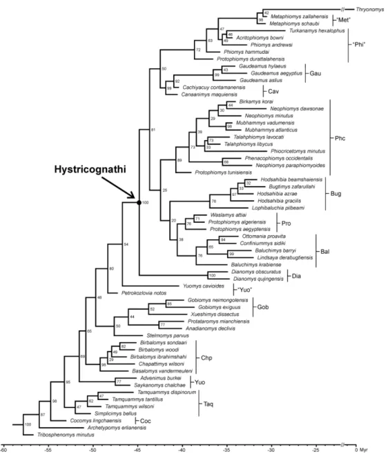 Figure 4. Results of the Bayesian phylogenetic tip-dating analysis with the fossilized birth-death prior