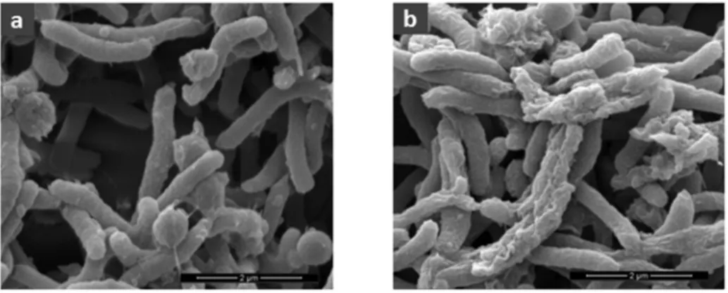 Figure 2. Scanning-electron microscopy analysis of H. pilori. (a) Without antimicrobial peptide; (b)  with bicarinalin (60 µg·mL −1 )