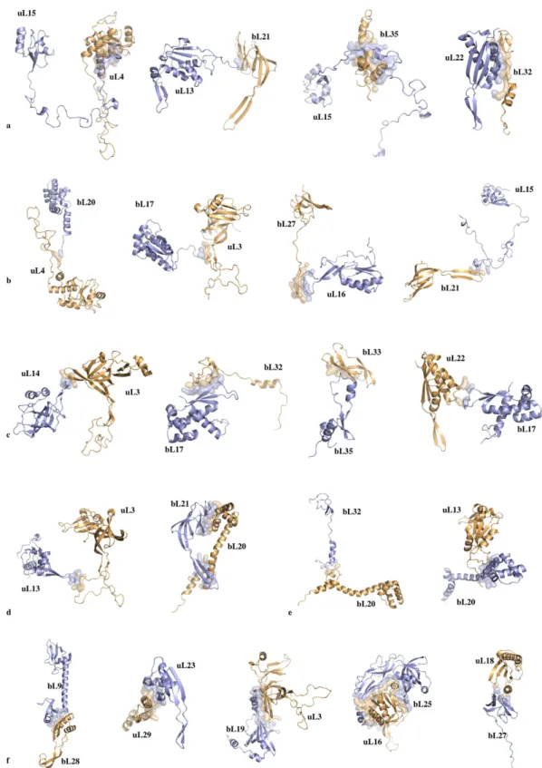 Figure 4.  Cartoon representation of interacting protein pairs of the eubacterial 50S subunit (PDB id: 
