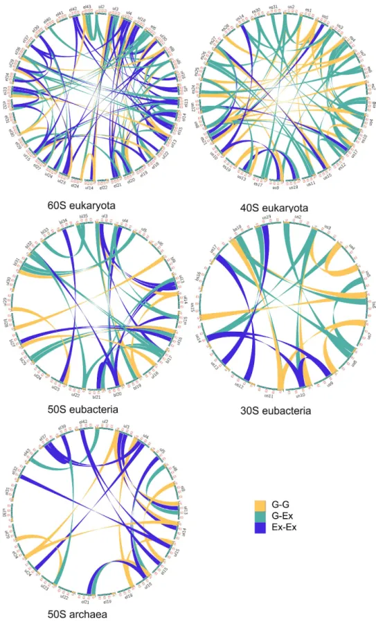 Figure 1.  Ribosomal protein interaction networks in the three domains. Circos diagrams of the interactions  between ribosomal proteins
