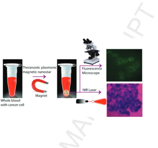 Figure 9: Schematic representation showing the separation, fluorescence imaging and pho- pho-tothermal destruction of cancer cells using magnetic@plasmonic NPs (from reference [82].