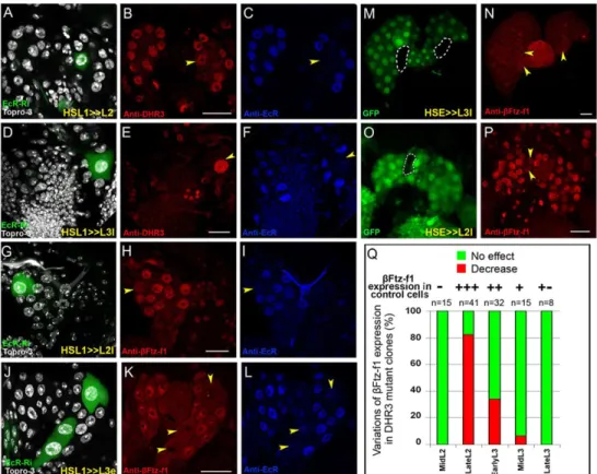 Fig. 3. EcR is not required for DHR3 and β Ftz-f1 expression. (A-L) EcR-RNAi flip-out clones marked by GFP (A,D,G,J, arrowheads in the corresponding pictures) were stained for EcR (C,F,I,L) and DHR3 (B,E) or β Ftz-f1 (H,K) in ring glands of either L2 (A-C,