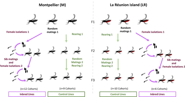 Fig 1. Experimental design. The F1 generation correspond to &gt;100 individuals from non-inbred populations collected in La Re´union (LR) or collected and reared for two generations in Montpellier (M)
