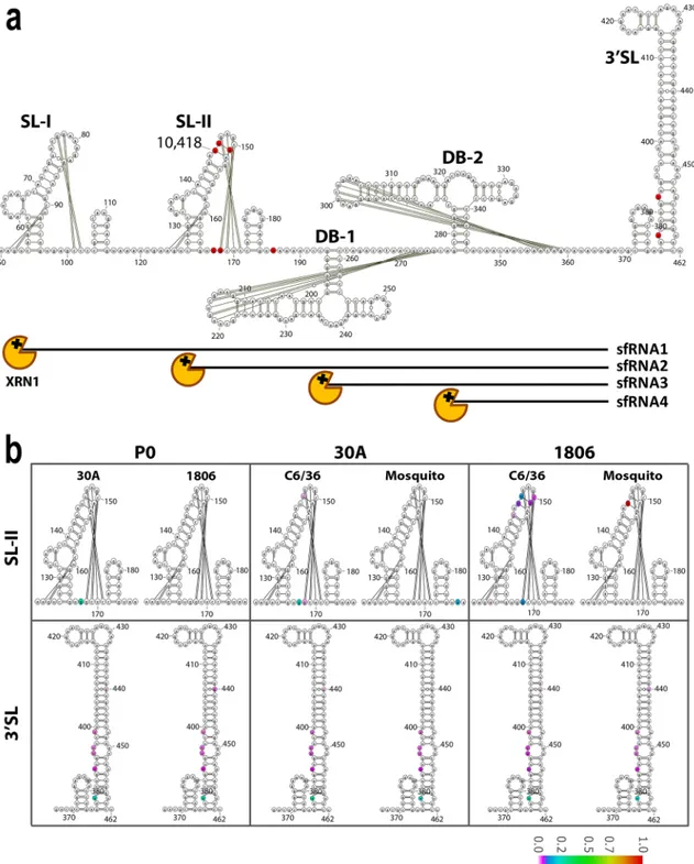 Figure 6.  Analysis of mutation frequencies in the DENV-1 3′UTR. (a) Schematic overview of the DENV-1  3′UTR secondary RNA structure, indicating from 5′ to 3′ the stem loop (SL)-I, SL-II, dumbbell (DB)-1, DB-2  and 3′SL RNA structures