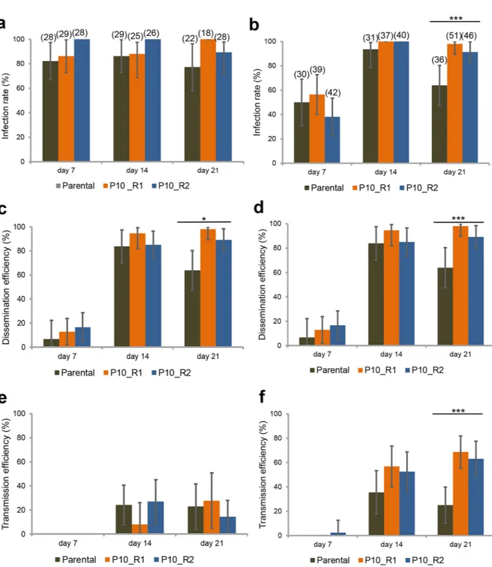 Figure 4.  Infection, Dissemination and Transmission of DENV-1 (Parental, P10_R1, and P10_R2) by Ae