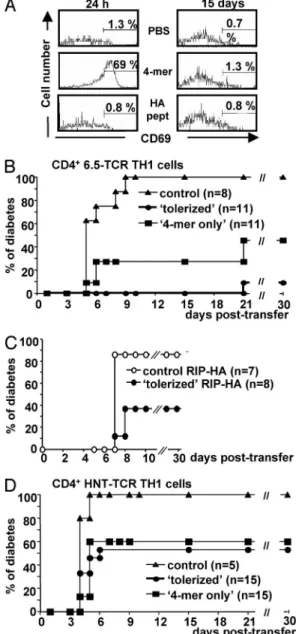 Fig. 3. The 4-mer treatment induces dominant tolerance. (A) Duration of 4-mer presentation by APCs in vivo