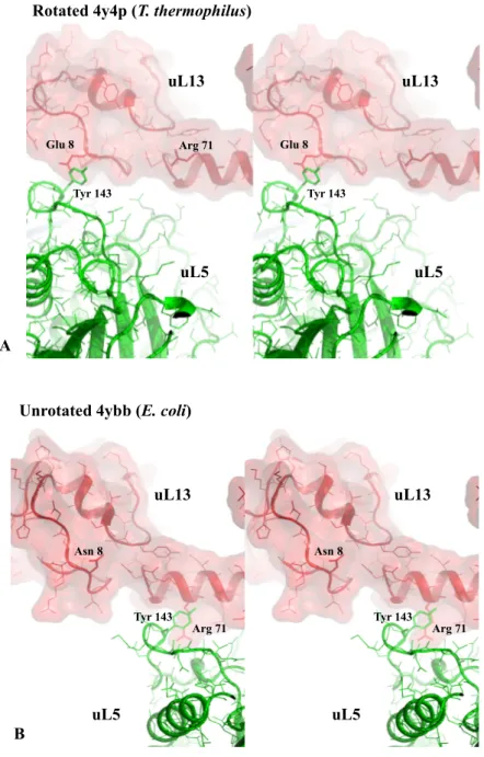 Figure 5. Sensing the rotational state of the two subunits. Stereoviews of the interaction in the inter-subunit bridge formed by uL5 and uS13