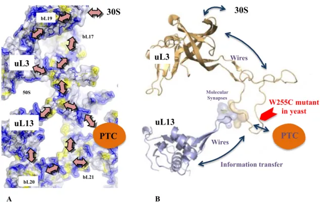 Figure 6.  The possible  communication pathways along the r-proteins located around the PTC