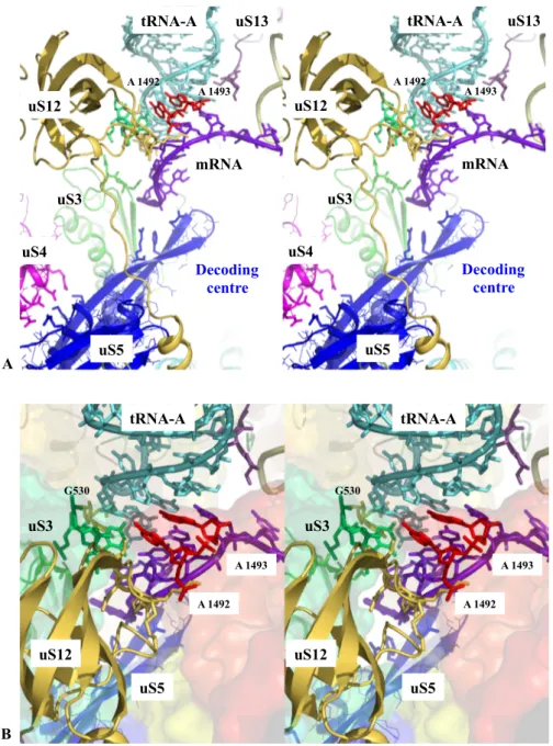 Figure 1. Sensing the decoding centre. Stereoviews of key r-protein and rRNA elements contacting  the codon-anticodon interaction between the tRNA-A and the mRNA within the decoding centre