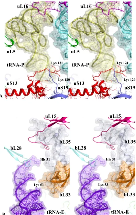 Figure 2. Sensing the P- and E-tRNA sites. Stereoviews of the tiny r-protein tRNA interactions in the  (A) P- and (B) E-tRNA sites (pdb_id: 4y4p)