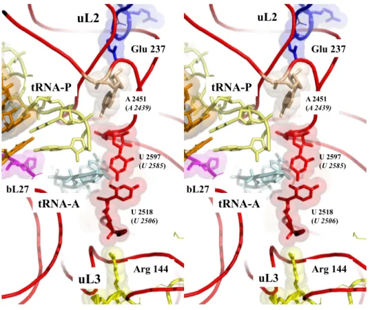 Figure 3. Sensing the peptidyl transferase centre (PTC). Stereoview of the PTC showing the  pseudosymmetric interaction of uL2 (top) and uL3 (bottom) with the two uracile bases U 2585 and U  2518 (E